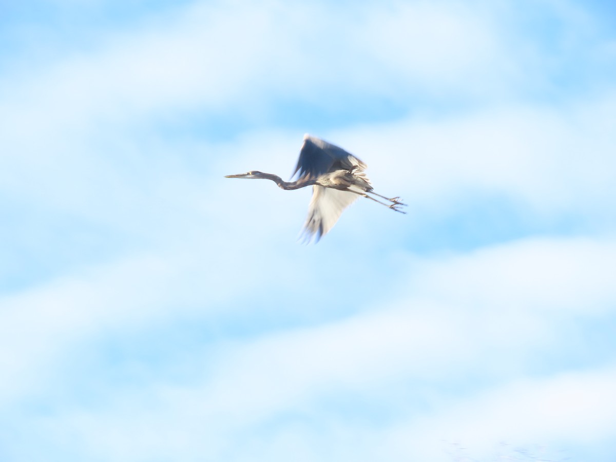 Great Blue Heron - ML646481622