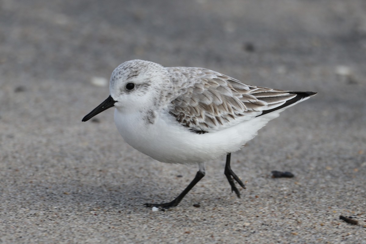 Ak Kumkuşu - ML646481623