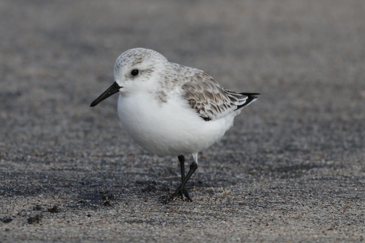 Ak Kumkuşu - ML646481624