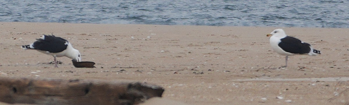 שחף ימי - ML646481625