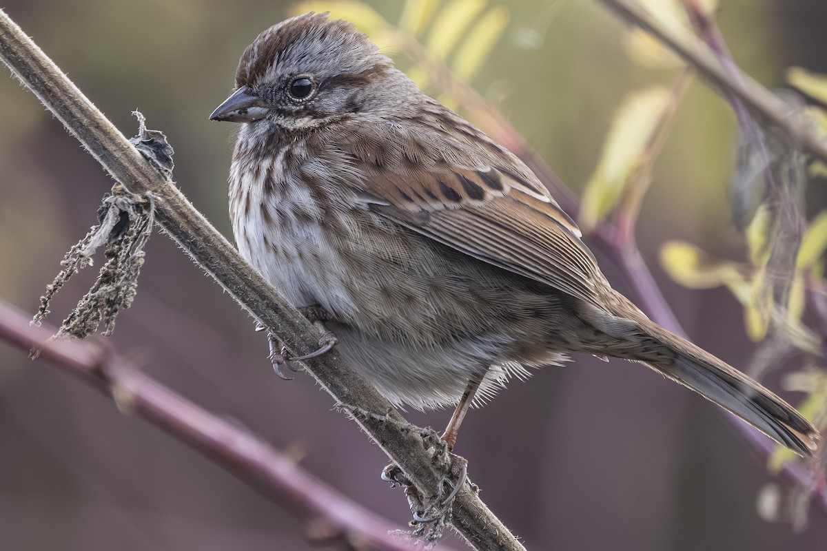 גיבתונית רוננת - ML646481628