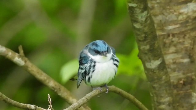Cerulean Warbler - ML646481632