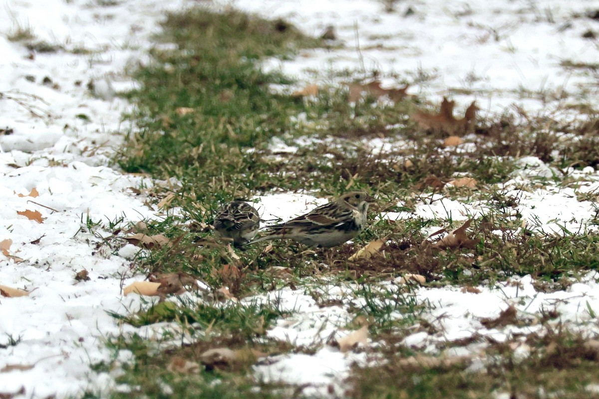 Lapland Longspur - ML646481633