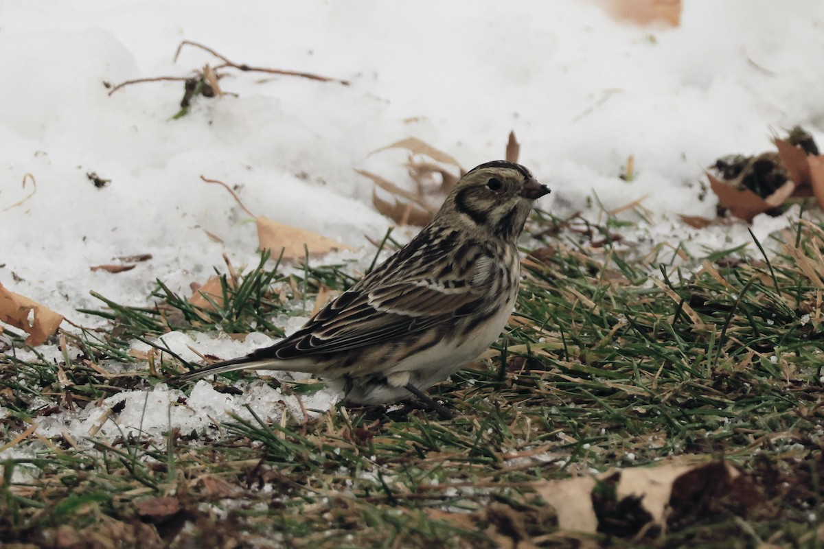 Lapland Longspur - ML646481634