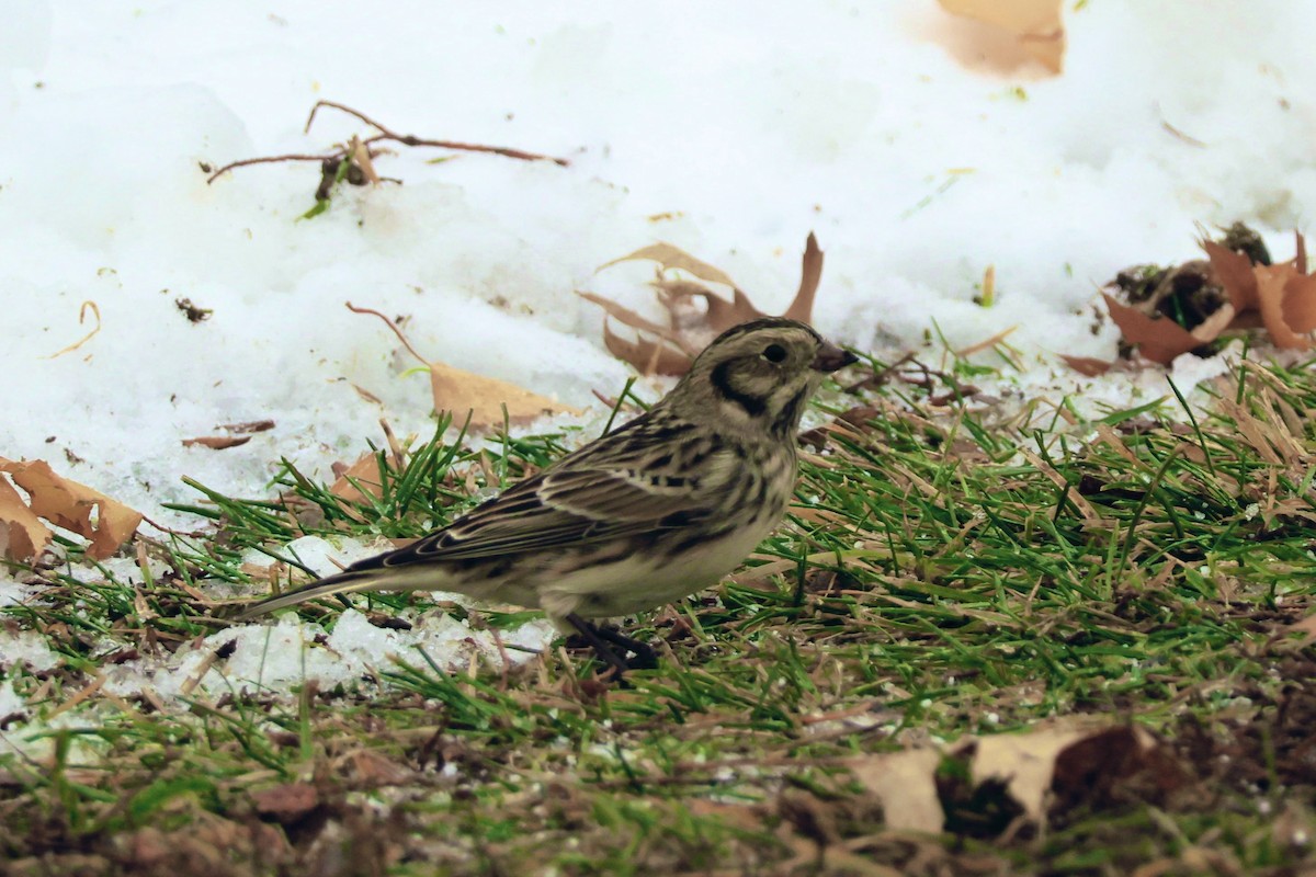 Lapland Longspur - ML646481635