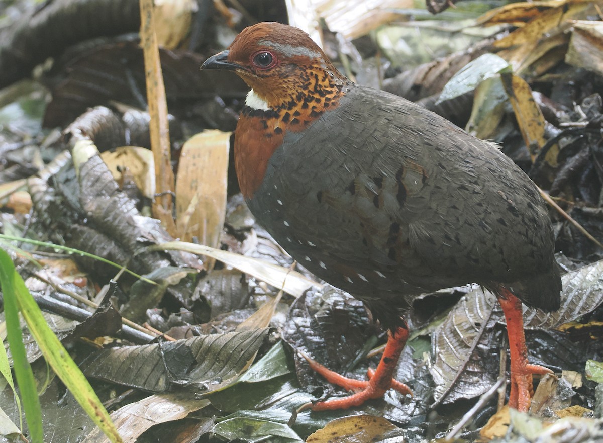 Chestnut-breasted Partridge - ML646481636