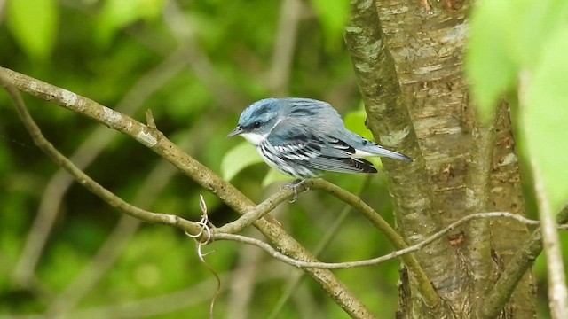 Cerulean Warbler - ML646481637