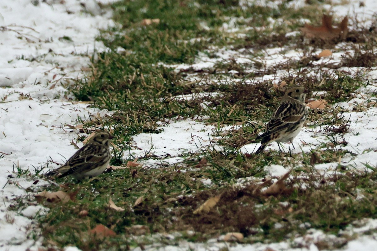 Lapland Longspur - ML646481638