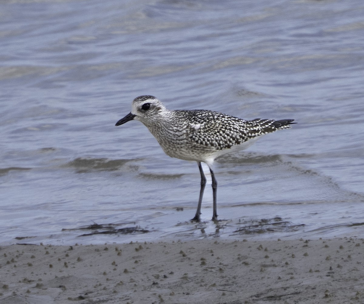 Black-bellied Plover - ML646481639