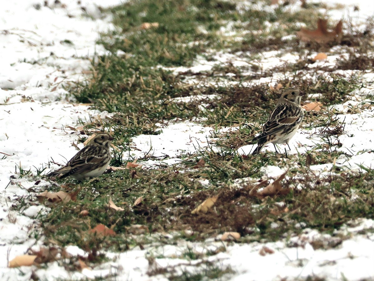 Lapland Longspur - ML646481640