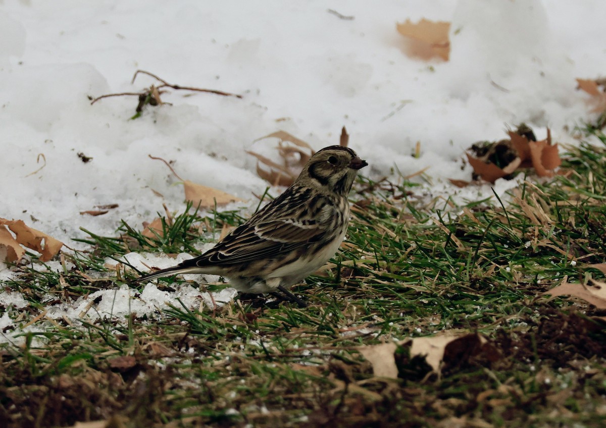 Lapland Longspur - ML646481641