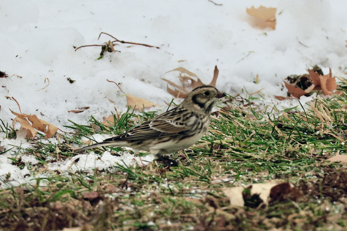 Lapland Longspur - ML646481643