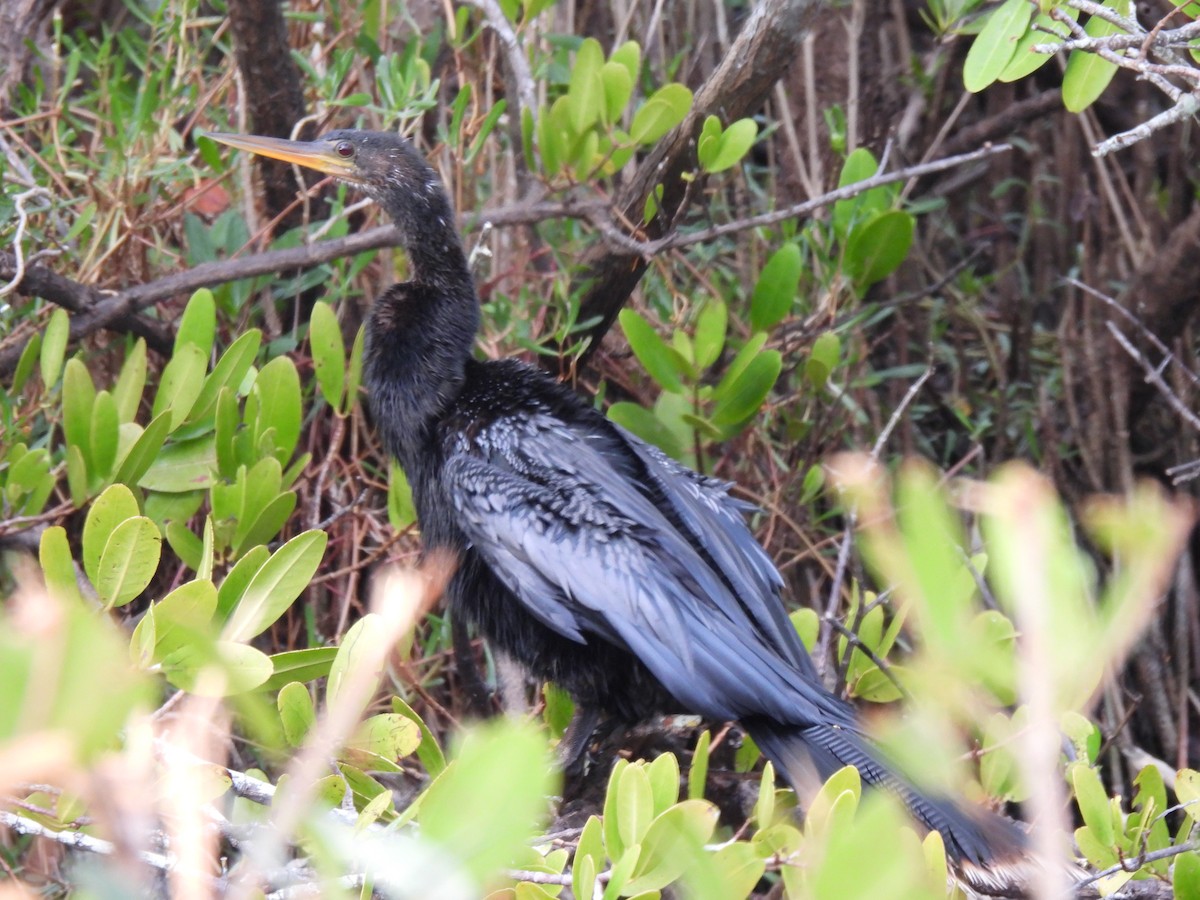 Anhinga - ML646481644