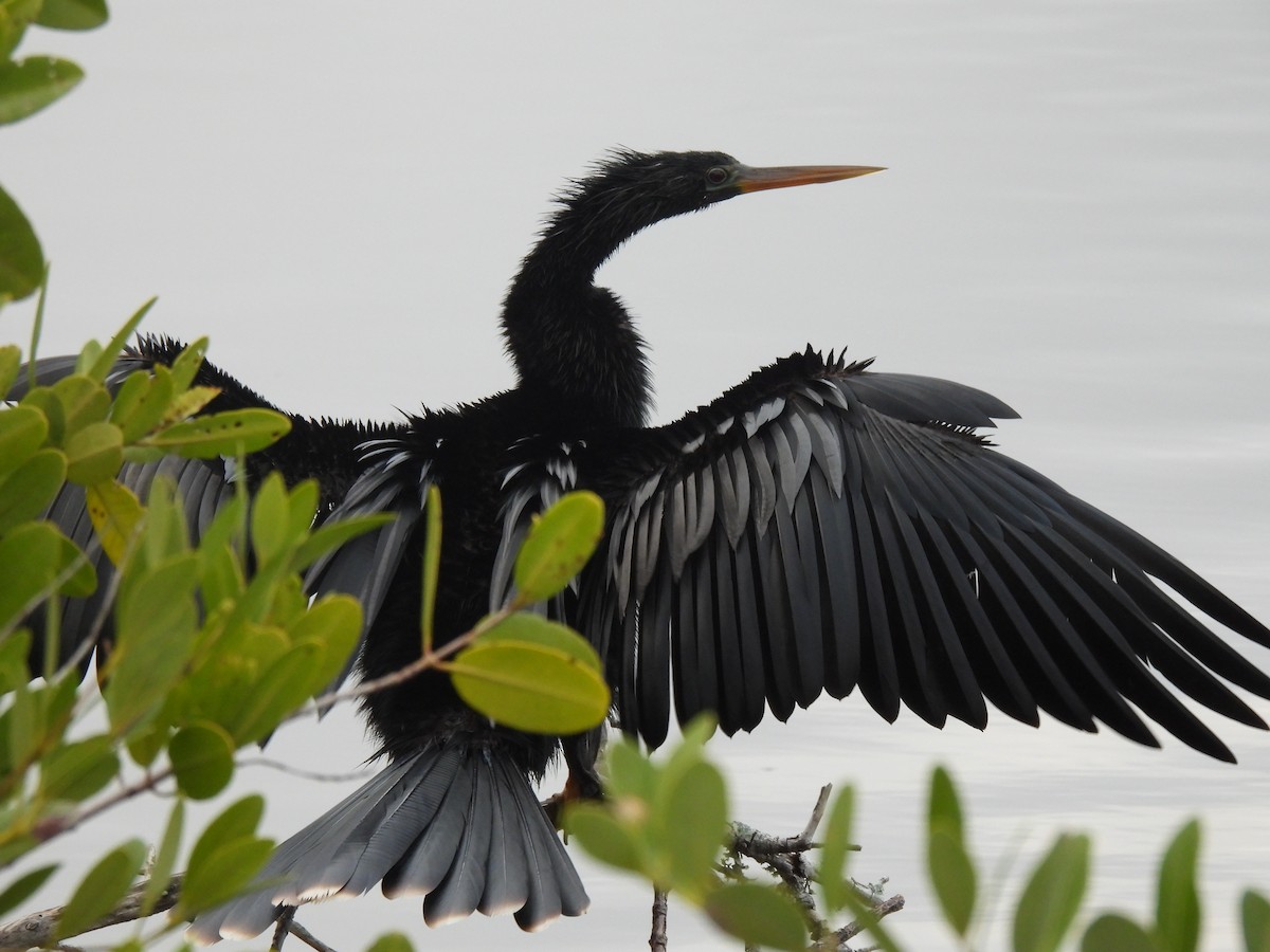 Anhinga - ML646481645