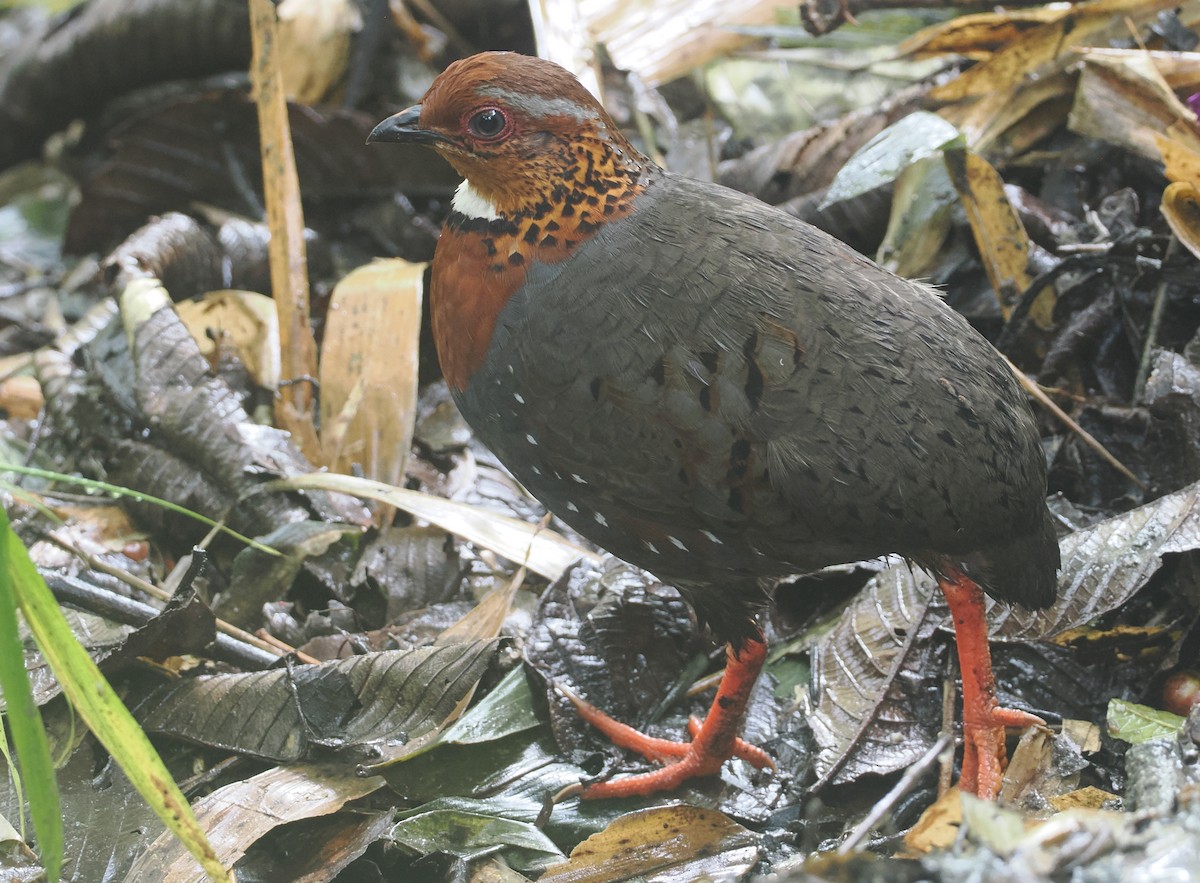Chestnut-breasted Partridge - ML646481647