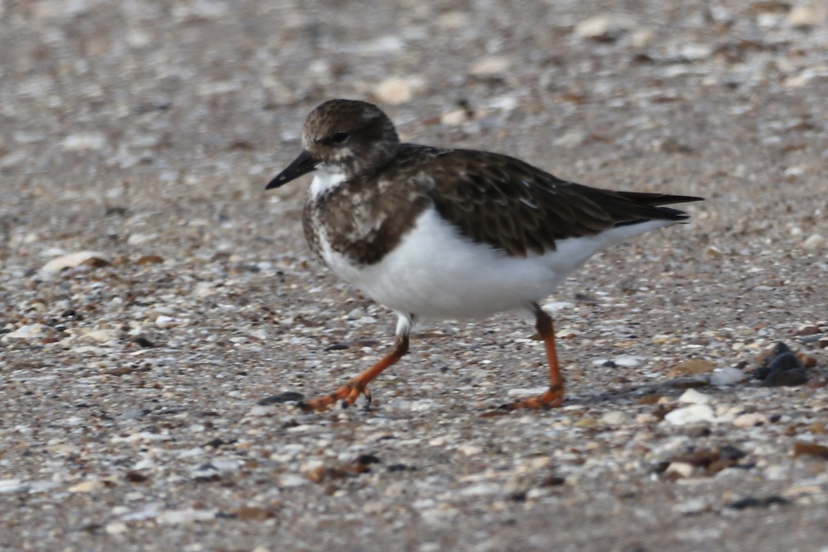 Taşçeviren - ML646481648