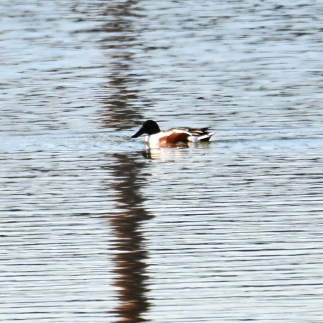 琵嘴鴨 - ML646481650