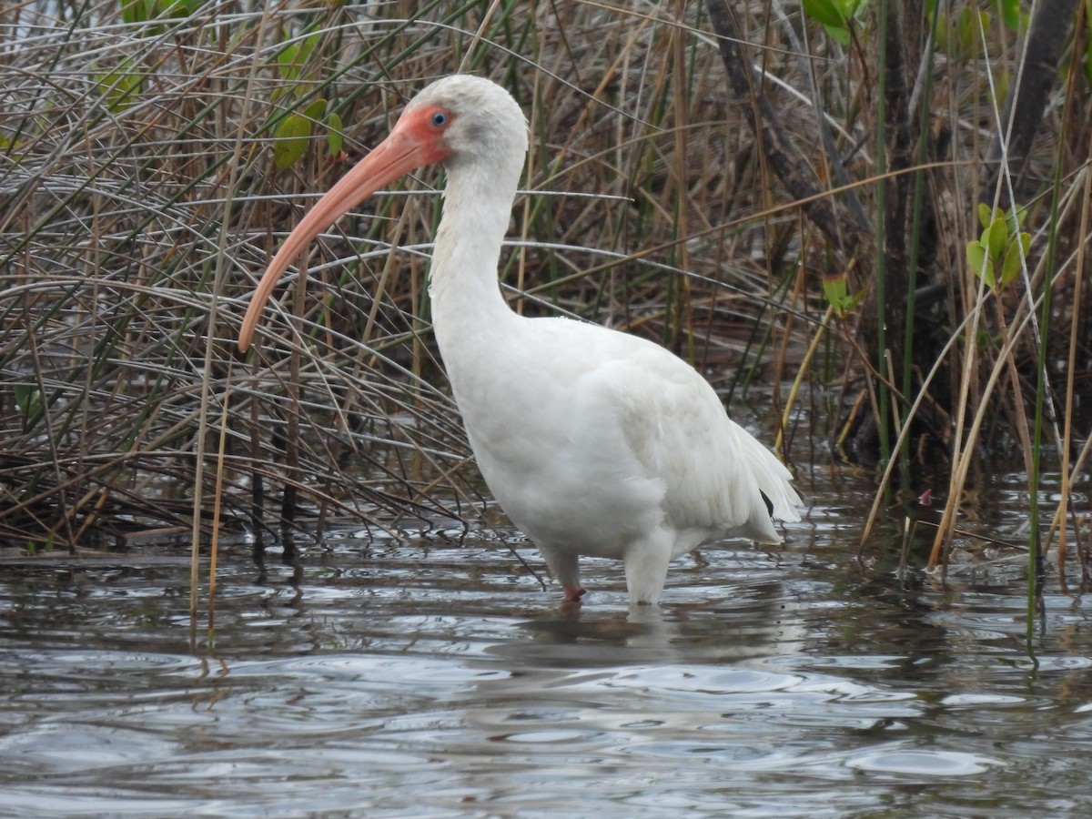 White Ibis - ML646481653