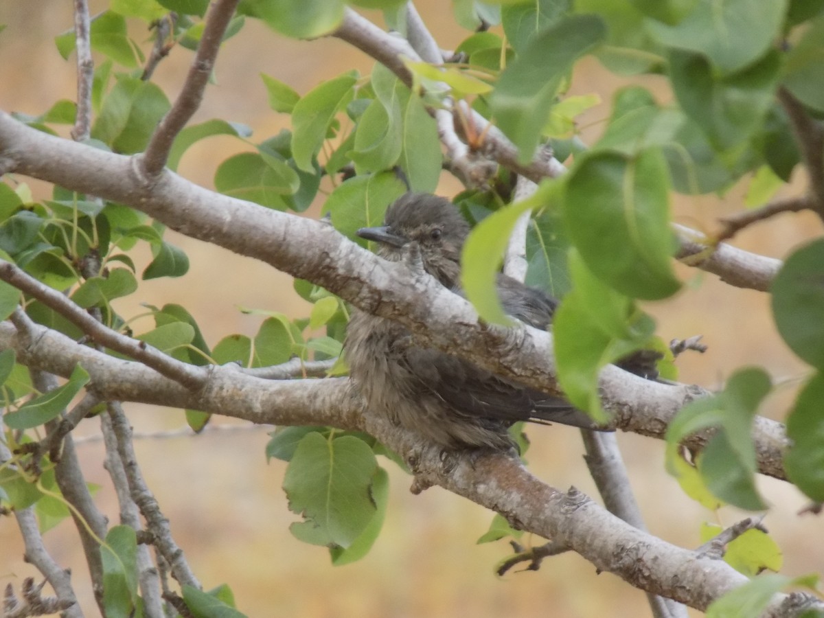 Black-billed Shrike-Tyrant - ML646481654