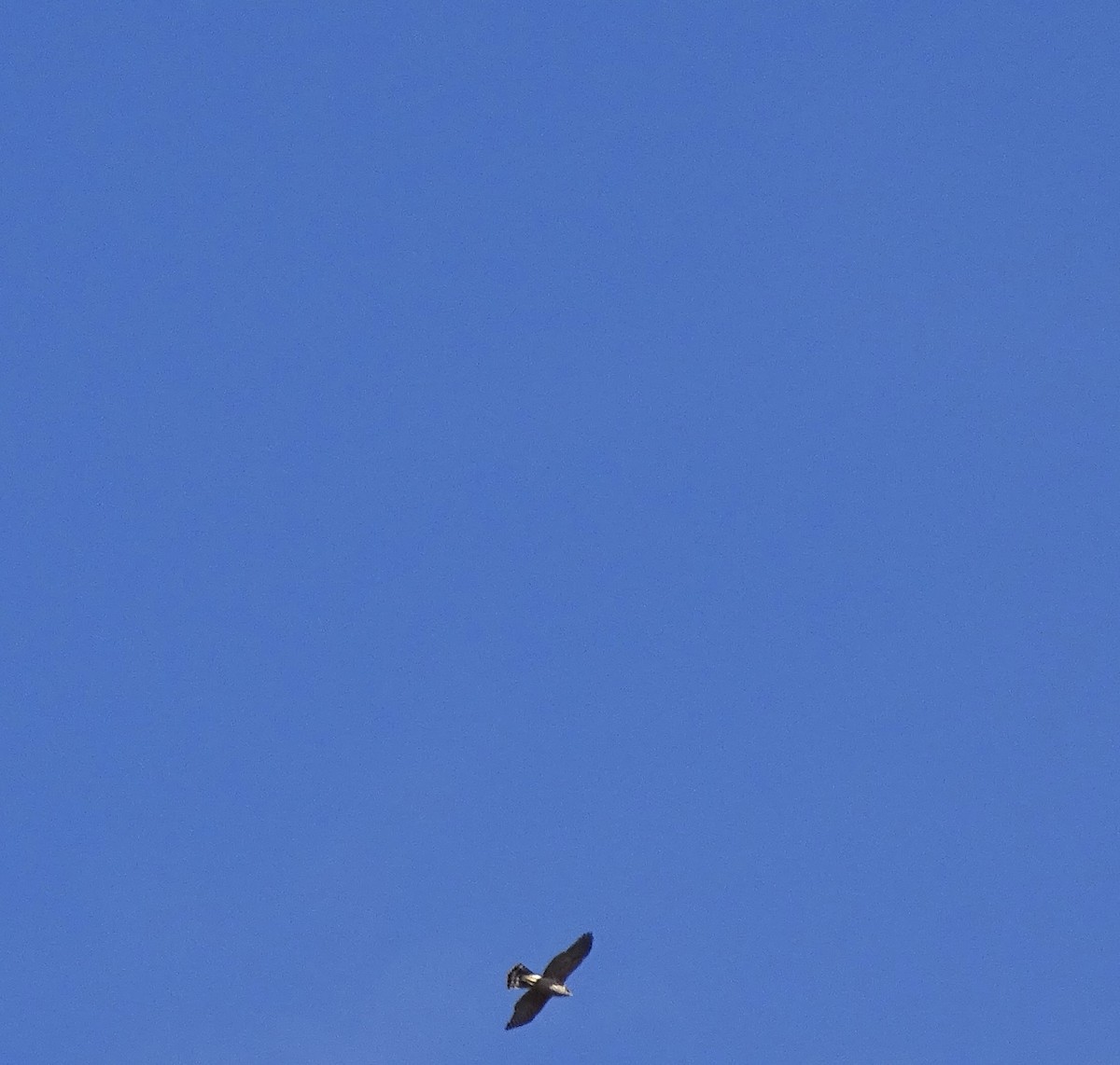 Eurasian Sparrowhawk - ML646481655