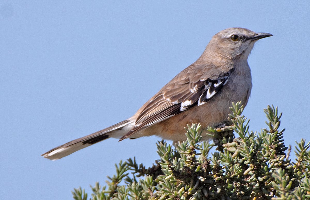 Patagonian Mockingbird - ML646481656