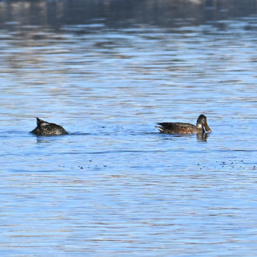 琵嘴鴨 - ML646481658