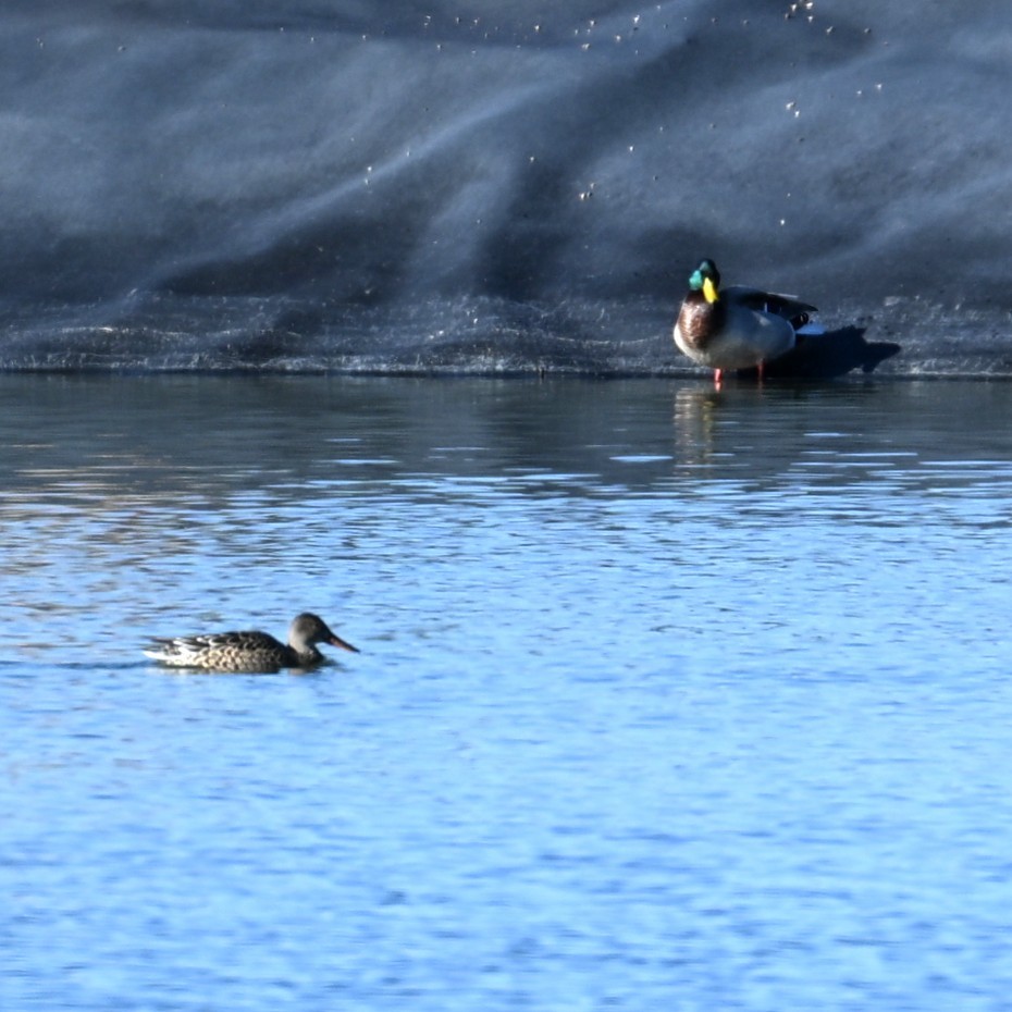 琵嘴鴨 - ML646481659