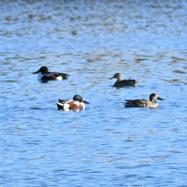 琵嘴鴨 - ML646481660