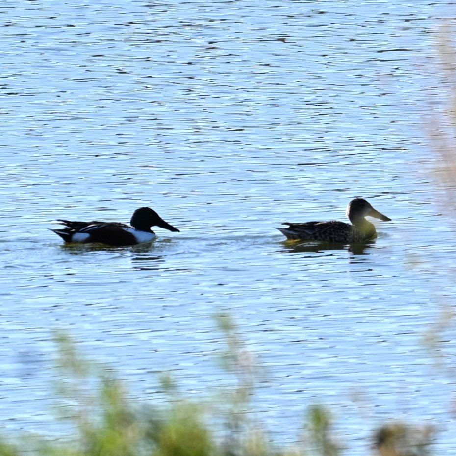 琵嘴鴨 - ML646481661