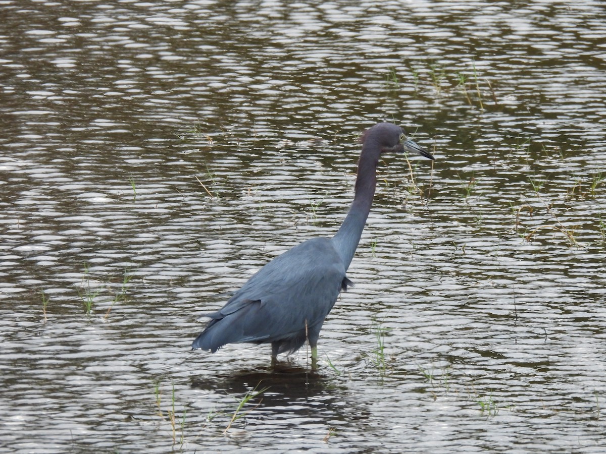 Little Blue Heron - ML646481664