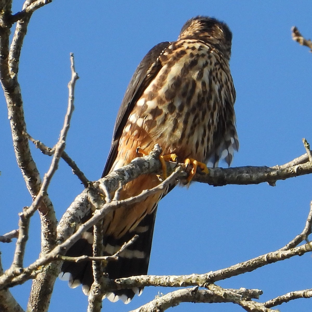 Merlin - ML646481665