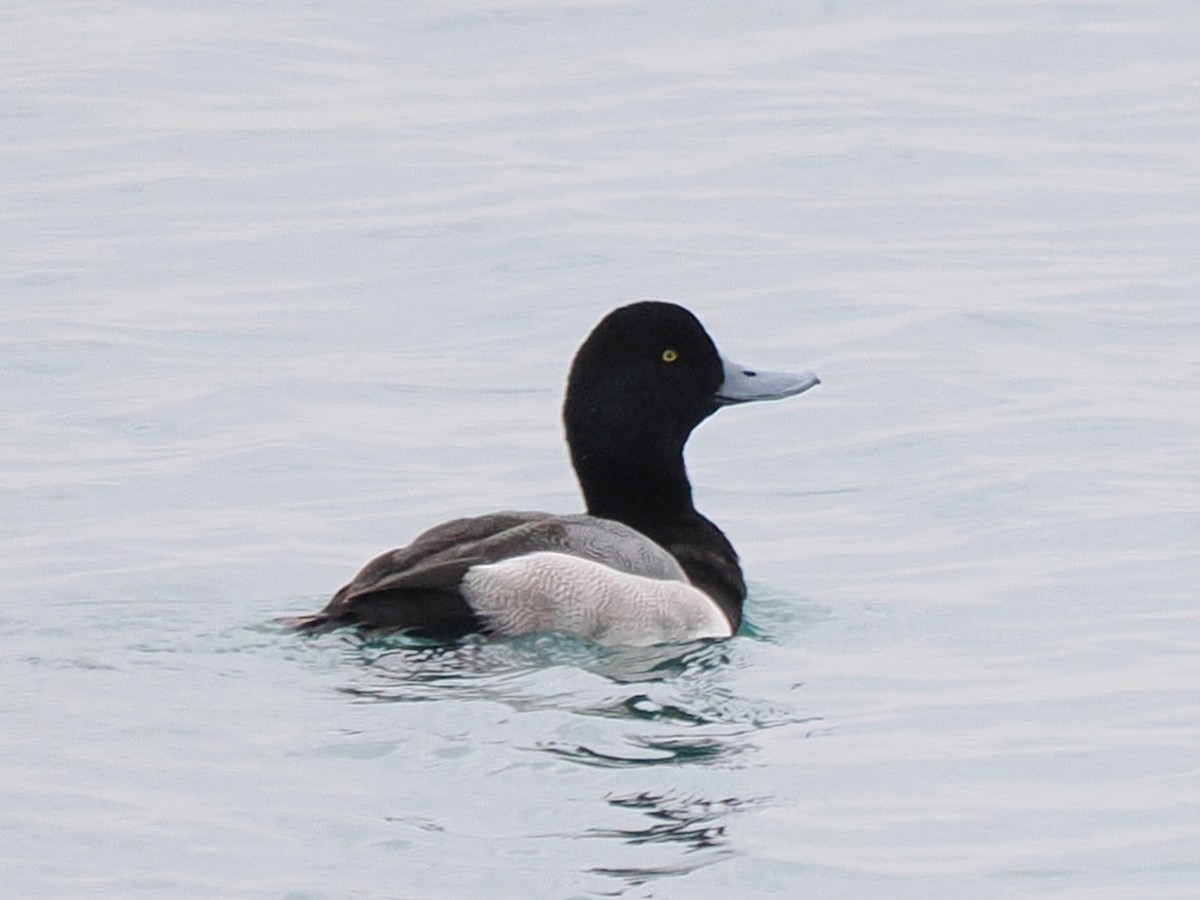 斑背潛鴨 - ML646481666