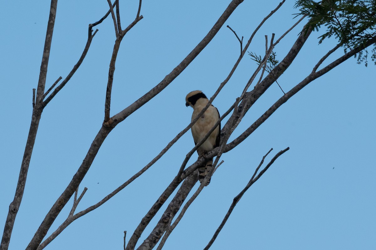 Laughing Falcon - ML646481670