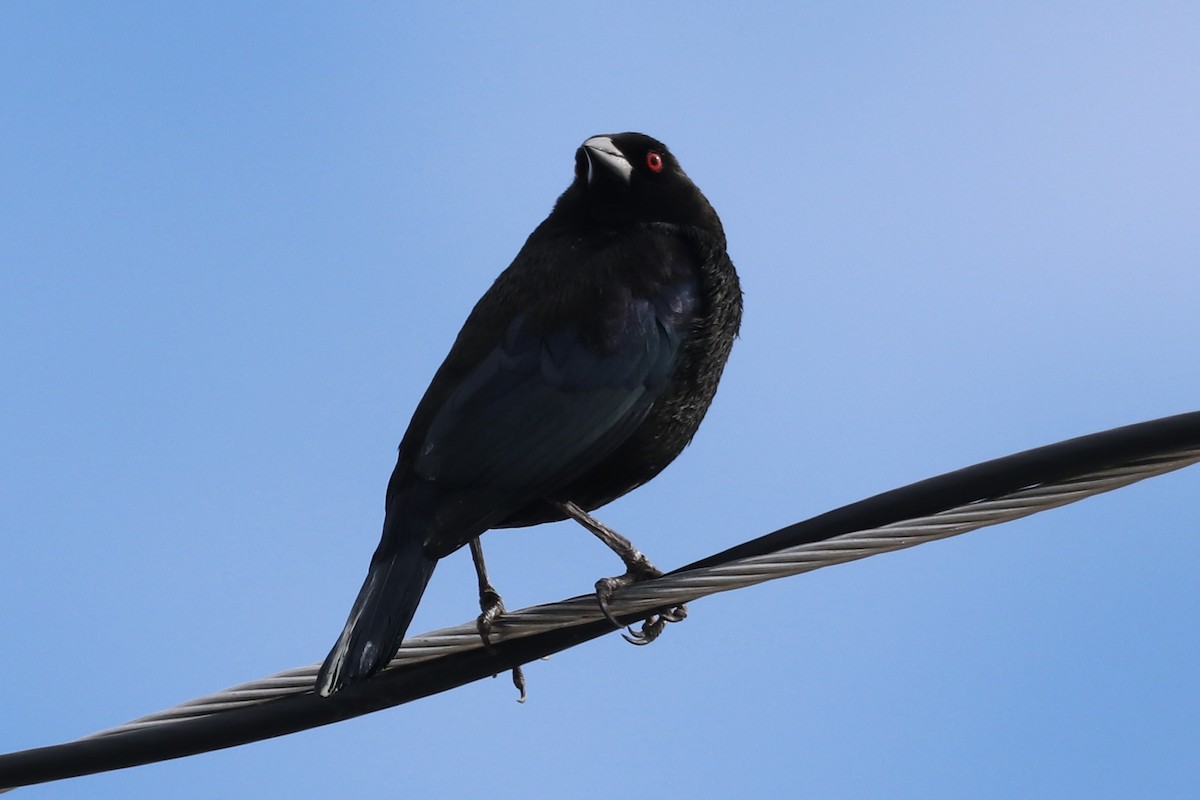 Bronz İnekkuşu - ML646481672