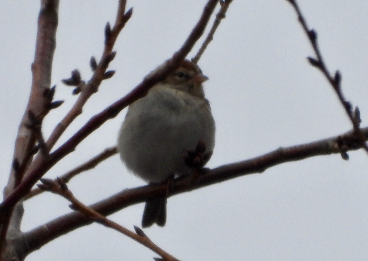 strnádka vrabcovitá - ML646481677