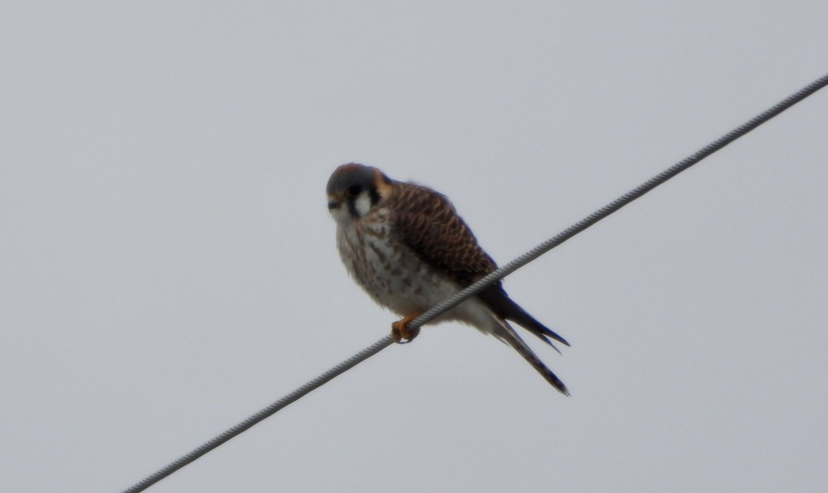 poštolka pestrá - ML646481678