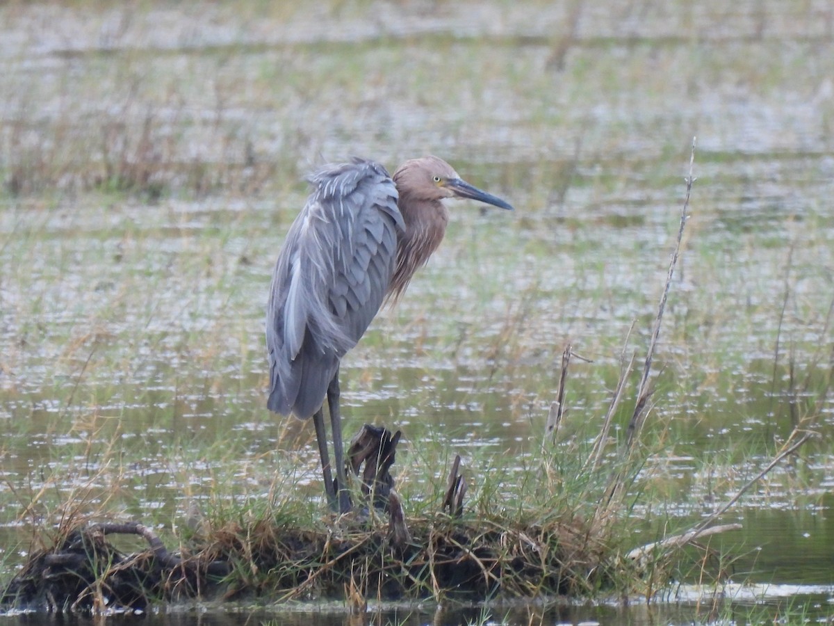 Reddish Egret - ML646481679