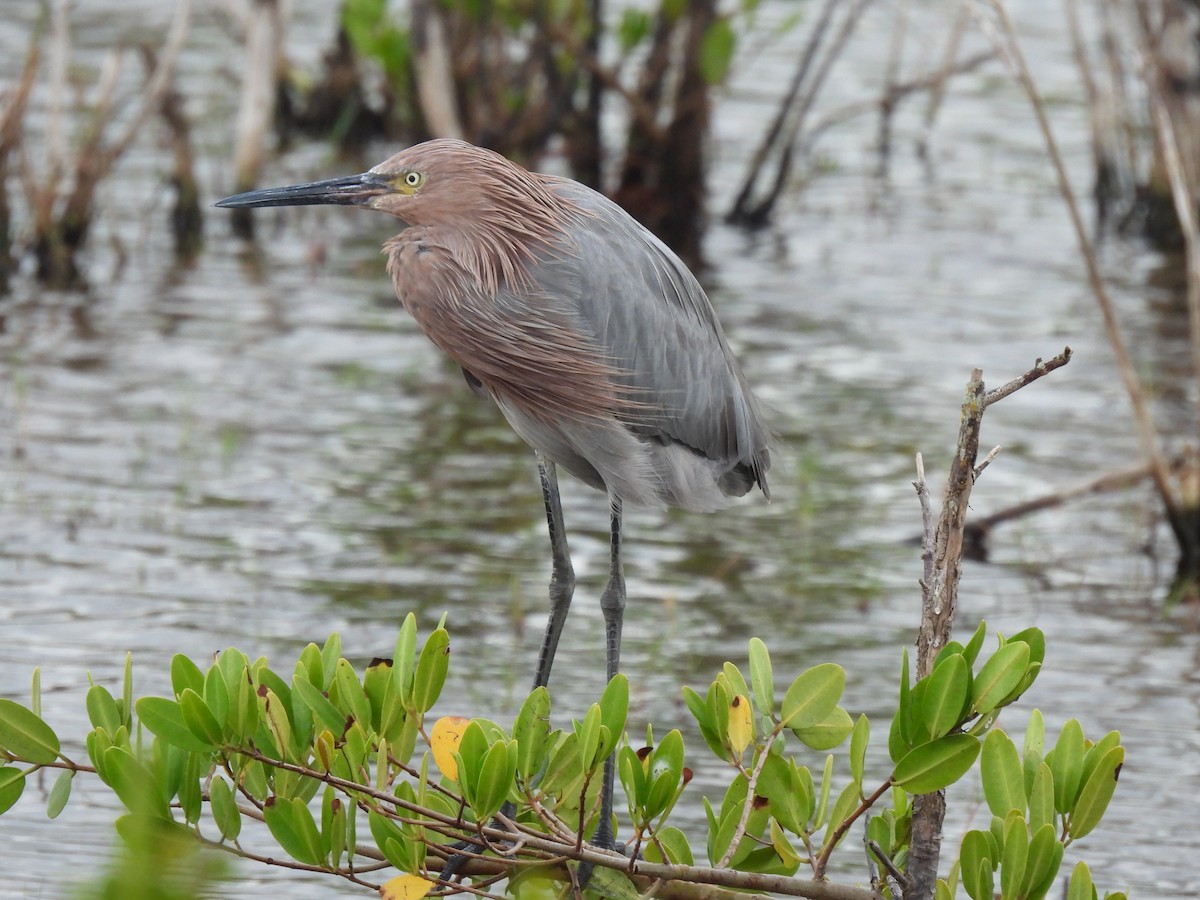 Reddish Egret - ML646481680