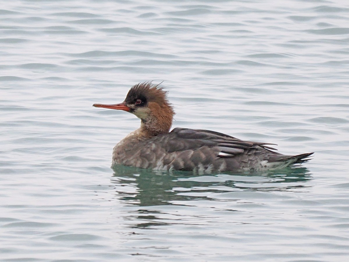 紅胸秋沙 - ML646481681