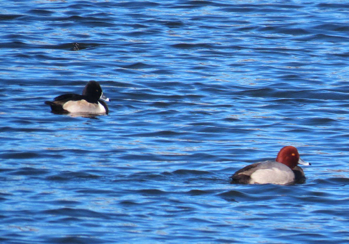 アメリカホシハジロ - ML646481684