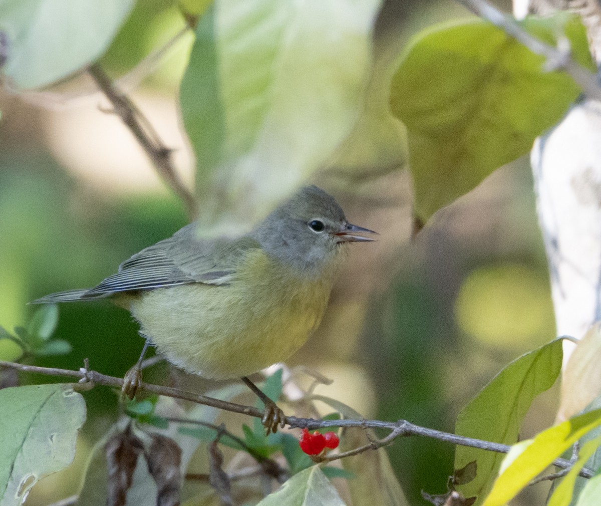 Orange-crowned Warbler - ML646481687