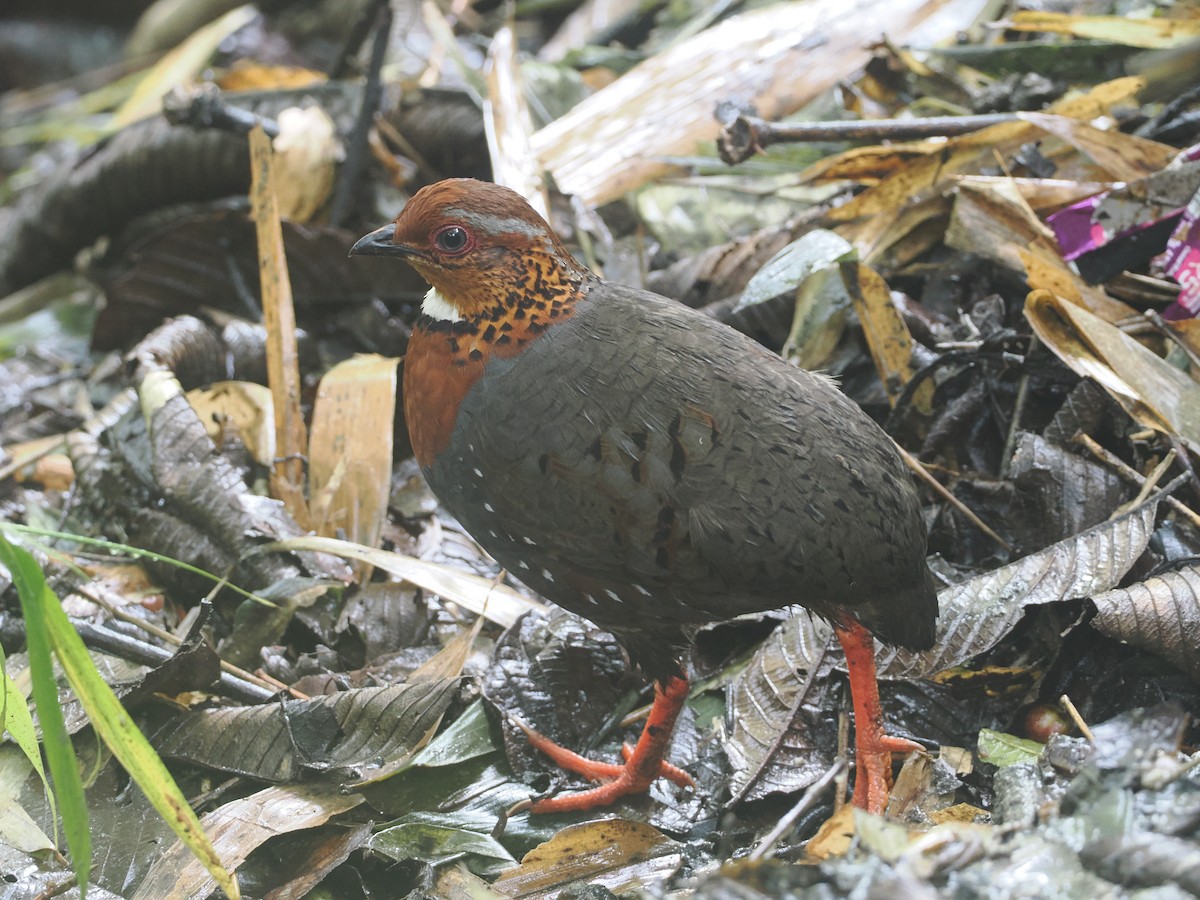 Chestnut-breasted Partridge - ML646481689