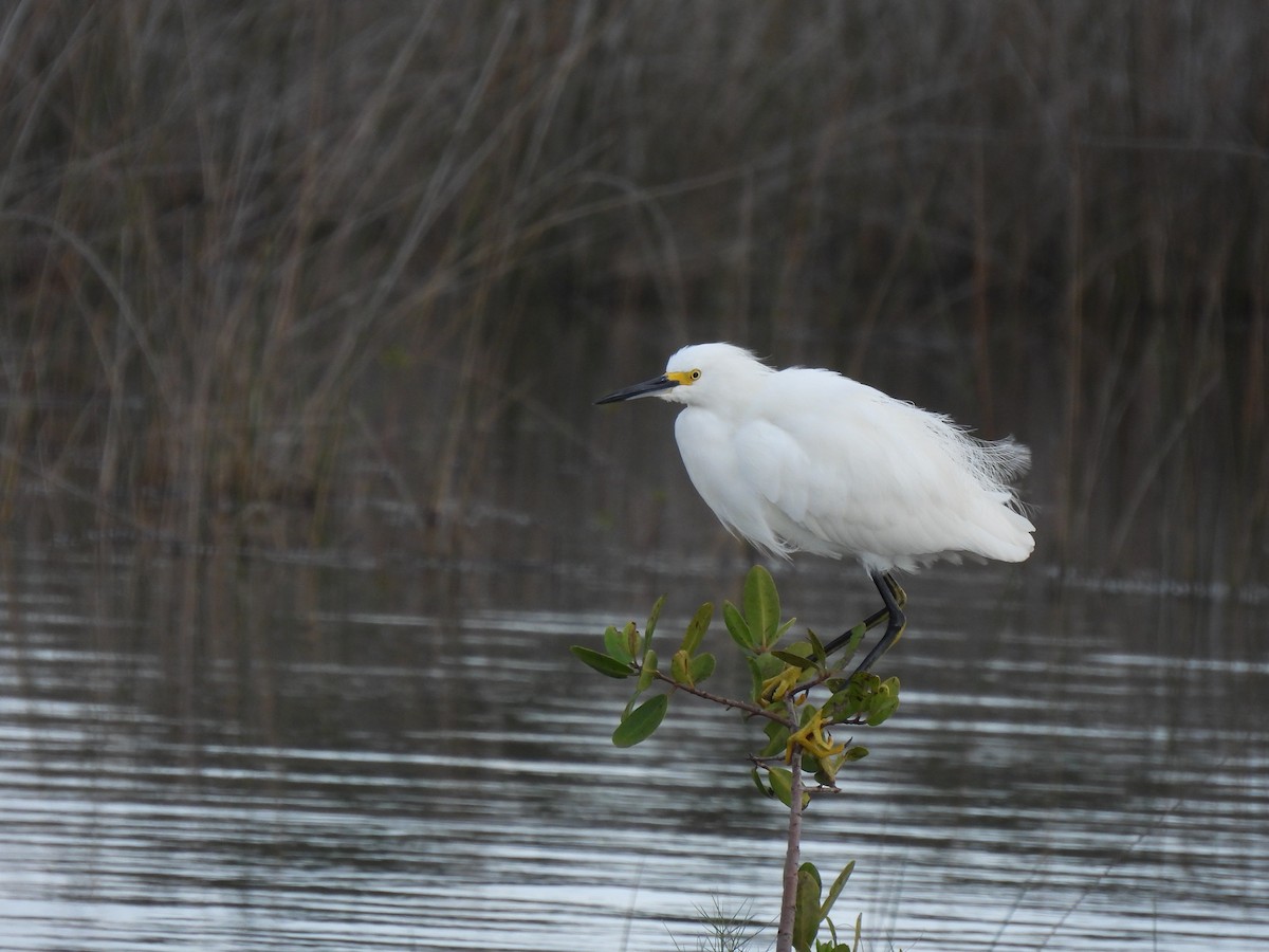 Snowy Egret - ML646481690