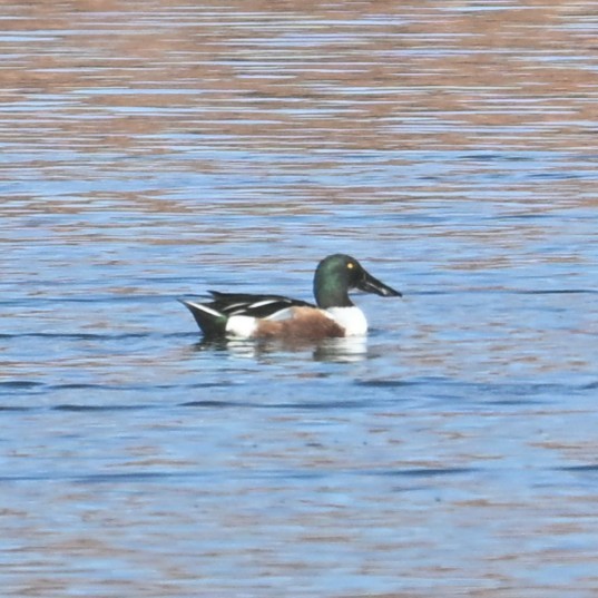 琵嘴鴨 - ML646481692