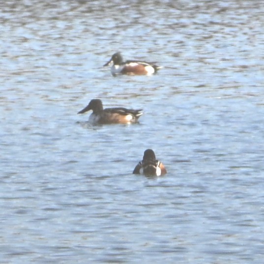 琵嘴鴨 - ML646481693