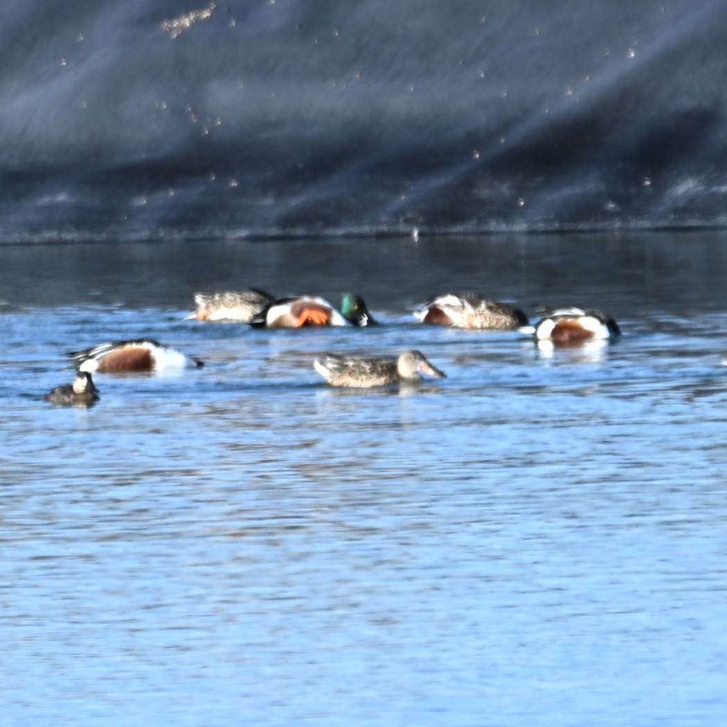 琵嘴鴨 - ML646481695