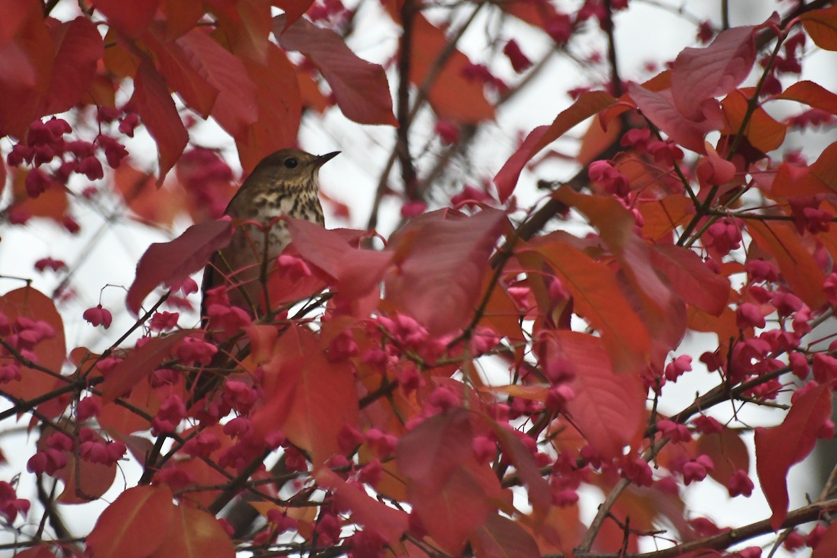 Hermit Thrush - ML646481698