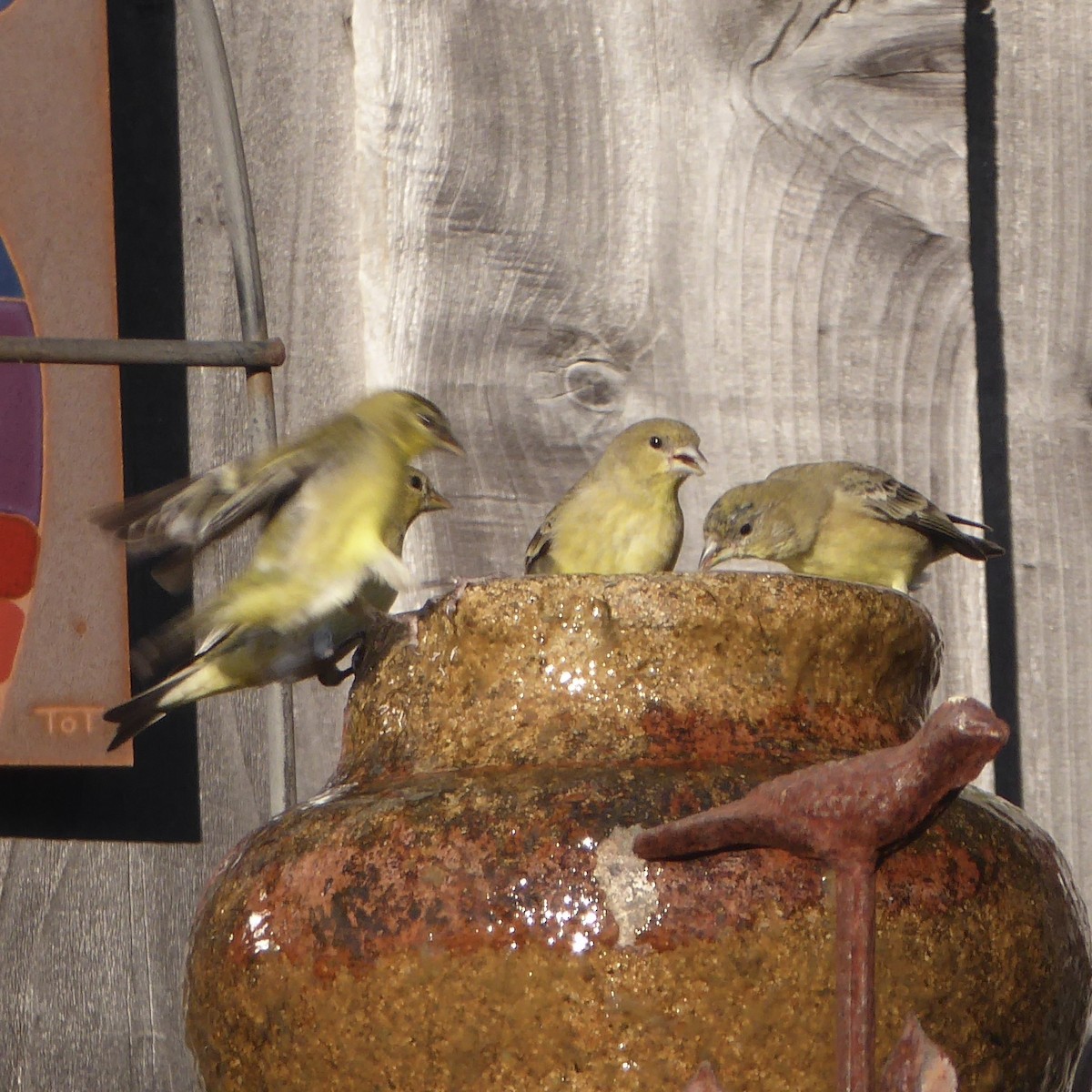 Lesser Goldfinch - ML646481700