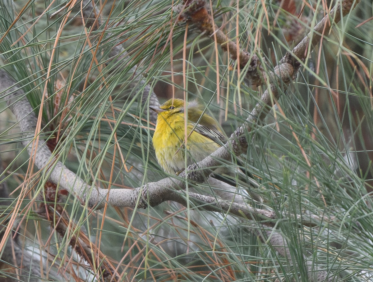 Pine Warbler - ML646481703