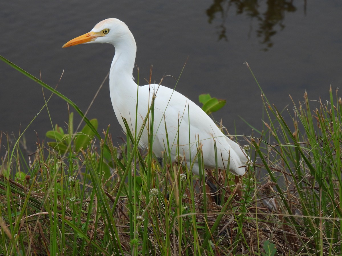 Western Cattle-Egret - ML646481705